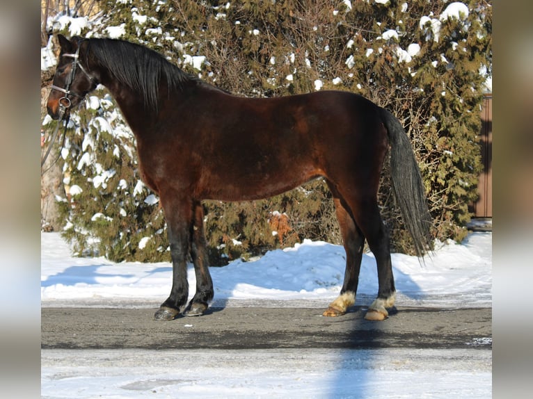 Más ponis/caballos pequeños Yegua 12 años 152 cm Castaño in Békés