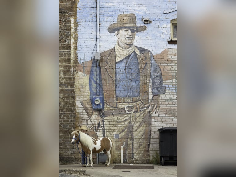 Más ponis/caballos pequeños Yegua 12 años 81 cm Pío in Weatherford