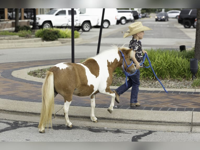 Más ponis/caballos pequeños Yegua 12 años 81 cm Pío in Weatherford