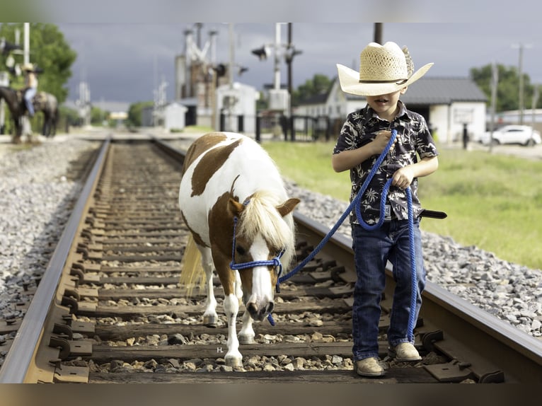 Más ponis/caballos pequeños Yegua 12 años 81 cm Pío in Weatherford