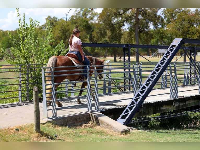 Más ponis/caballos pequeños Yegua 12 años Alazán rojizo in Terrell