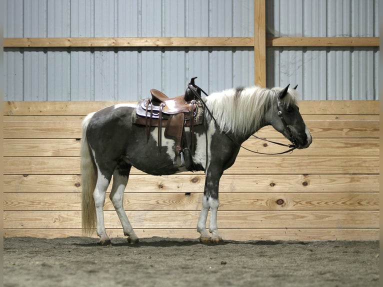 Más ponis/caballos pequeños Yegua 13 años 124 cm Pío in Rebersburg