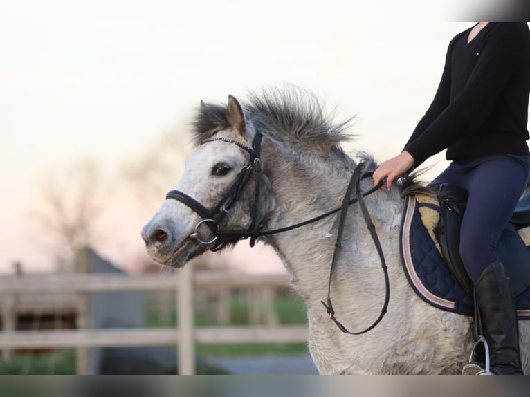 Más ponis/caballos pequeños Yegua 13 años 126 cm Atigrado/Moteado in Bogaarden