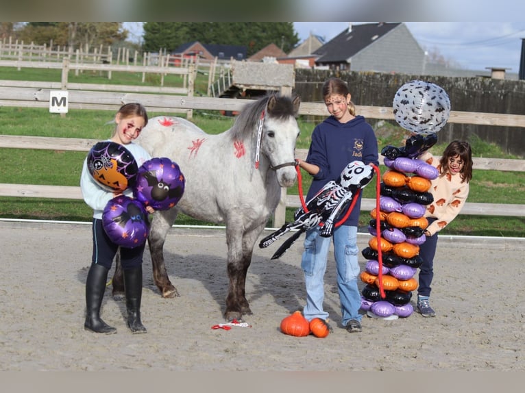 Más ponis/caballos pequeños Yegua 13 años 126 cm Atigrado/Moteado in Bogaarden