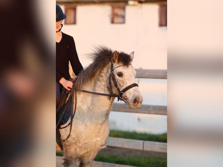 Más ponis/caballos pequeños Yegua 13 años 126 cm Atigrado/Moteado in Bogaarden
