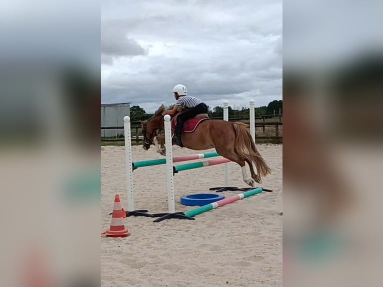 Más ponis/caballos pequeños Yegua 13 años 127 cm Alazán in Vair-sur-Loire