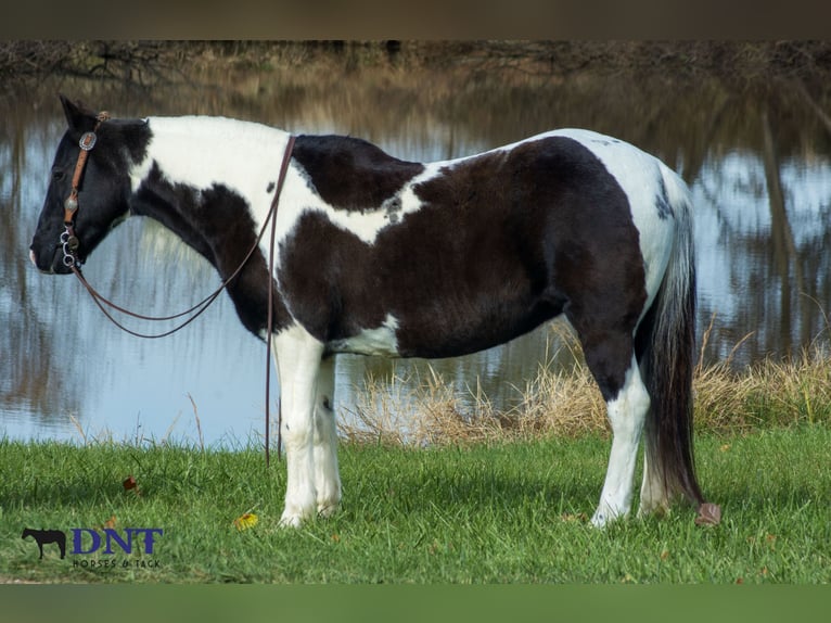 Más ponis/caballos pequeños Yegua 13 años 130 cm Pío in Henderson