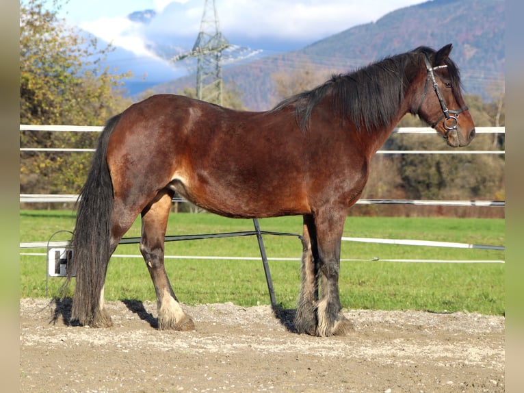 Más ponis/caballos pequeños Yegua 13 años 141 cm Castaño in Kirchbichl