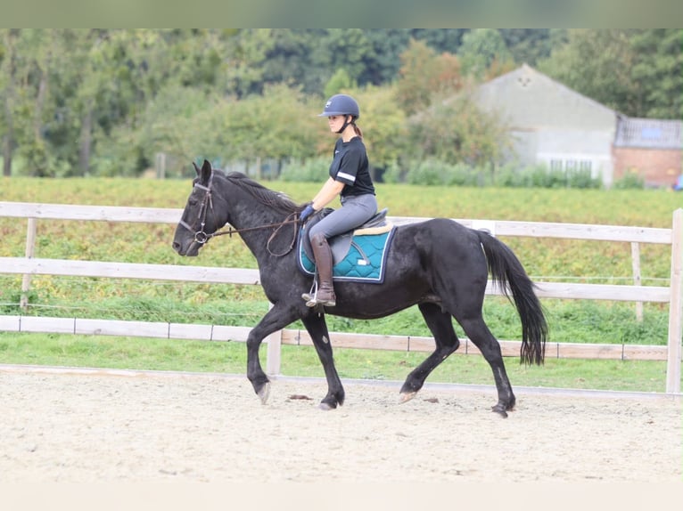 Más ponis/caballos pequeños Yegua 13 años 143 cm Negro in Pepingen