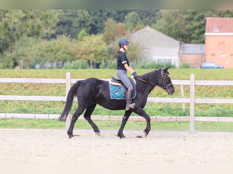 Más ponis/caballos pequeños Yegua 13 años 143 cm Negro in Pepingen