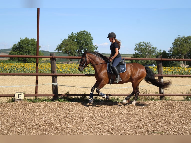 Más ponis/caballos pequeños Mestizo Yegua 13 años 145 cm Castaño in Hohenruppersdorf