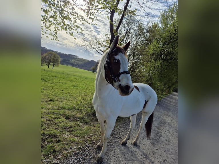 Más ponis/caballos pequeños Mestizo Yegua 13 años 148 cm Pío in Kürten
