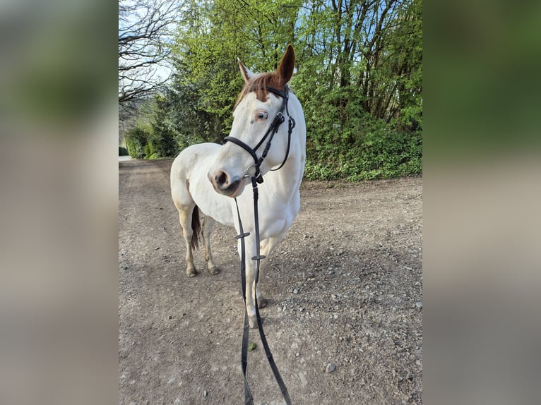 Más ponis/caballos pequeños Mestizo Yegua 13 años 148 cm Pío in Kürten