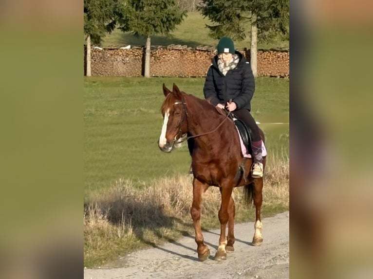 Más ponis/caballos pequeños Yegua 13 años 152 cm Alazán in Euskirchen