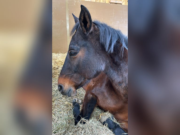 Más ponis/caballos pequeños Mestizo Yegua 13 años 153 cm Castaño in Esslingen am Neckar