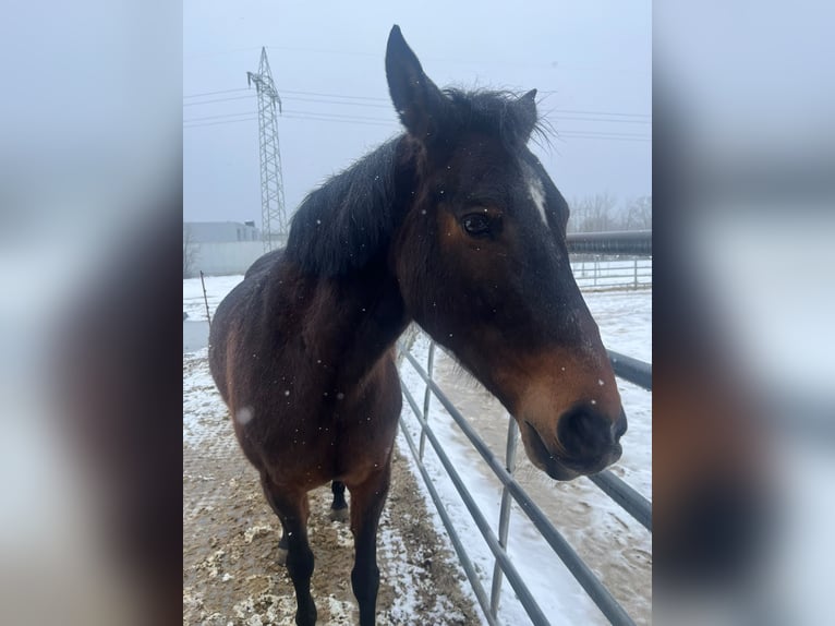 Más ponis/caballos pequeños Mestizo Yegua 13 años 153 cm Castaño in Esslingen am Neckar