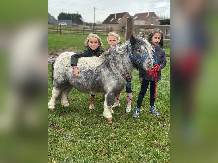Más ponis/caballos pequeños Yegua 13 años 85 cm Pío in Bogaarden