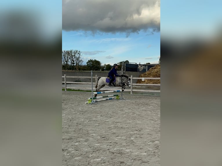 Más ponis/caballos pequeños Yegua 14 años 126 cm Atigrado/Moteado in Bogaarden