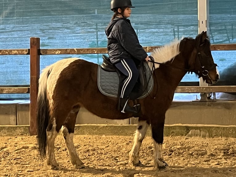 Más ponis/caballos pequeños Yegua 14 años 128 cm Pío in Ursensollen
