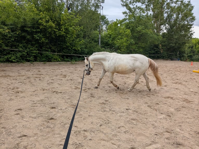 Más ponis/caballos pequeños Mestizo Yegua 14 años 130 cm Atigrado/Moteado in Wiesloch