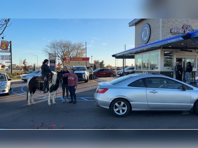 Más ponis/caballos pequeños Yegua 14 años 130 cm Pío in Henderson