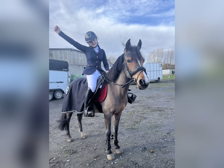 Más ponis/caballos pequeños Yegua 14 años 135 cm Castaño in Sint-Baafs-Vijve