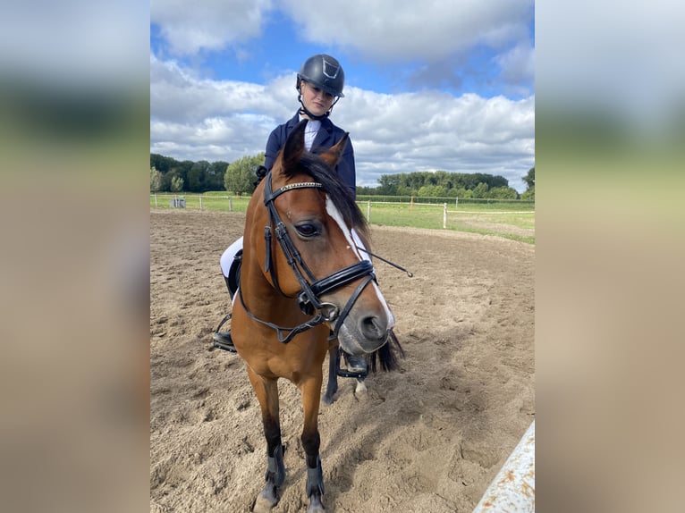 Más ponis/caballos pequeños Yegua 14 años 135 cm Castaño in Sint-Baafs-Vijve