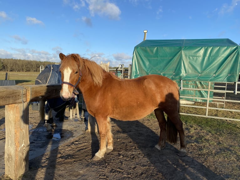 Más ponis/caballos pequeños Yegua 14 años 140 cm Alazán in Stahnsdorf