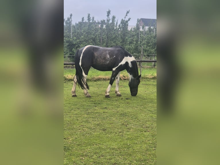 Más ponis/caballos pequeños Mestizo Yegua 14 años 140 cm Pío in Hamburg