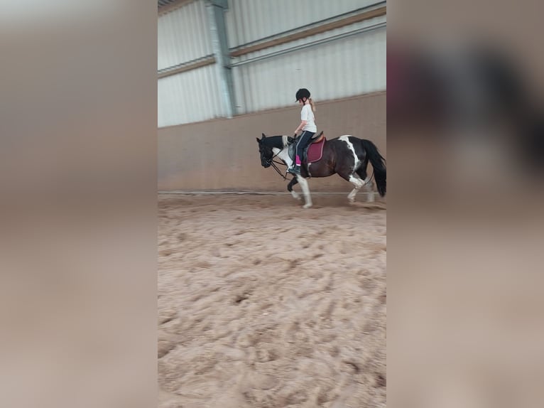 Más ponis/caballos pequeños Mestizo Yegua 14 años 140 cm Pío in Hamburg