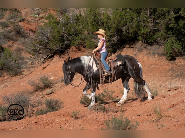 Más ponis/caballos pequeños Yegua 14 años 142 cm Pío in Canyon