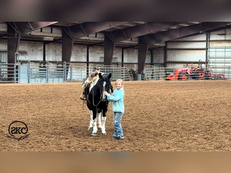 Más ponis/caballos pequeños Yegua 14 años 142 cm Pío in Canyon
