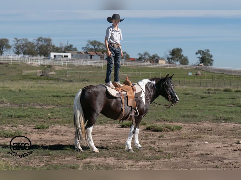 Más ponis/caballos pequeños Yegua 14 años 142 cm Pío in Canyon
