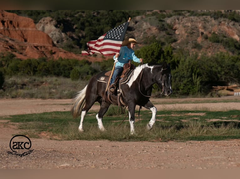 Más ponis/caballos pequeños Yegua 14 años 142 cm Pío in Canyon