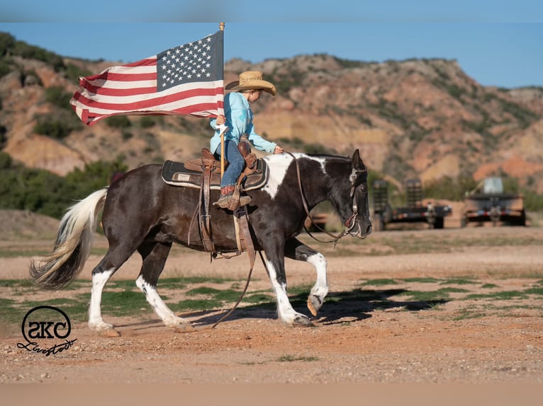 Más ponis/caballos pequeños Yegua 14 años 142 cm Pío in Canyon