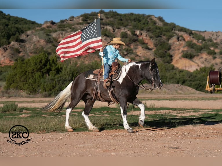 Más ponis/caballos pequeños Yegua 14 años 142 cm Pío in Canyon