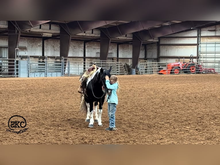 Más ponis/caballos pequeños Yegua 14 años 142 cm Pío in Canyon