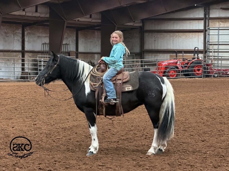 Más ponis/caballos pequeños Yegua 14 años 142 cm Pío in Canyon