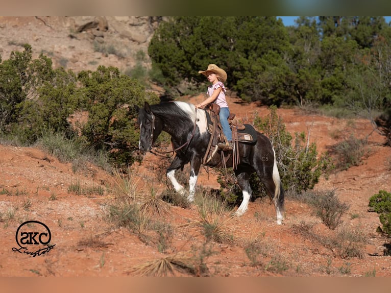 Más ponis/caballos pequeños Yegua 14 años 142 cm Pío in Canyon