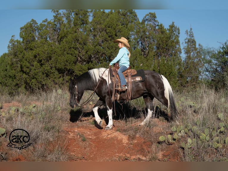 Más ponis/caballos pequeños Yegua 14 años 142 cm Pío in Canyon