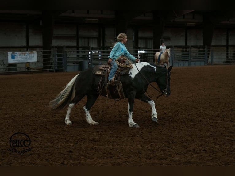 Más ponis/caballos pequeños Yegua 14 años 142 cm Pío in Canyon