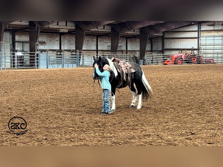 Más ponis/caballos pequeños Yegua 14 años 142 cm Pío in Canyon