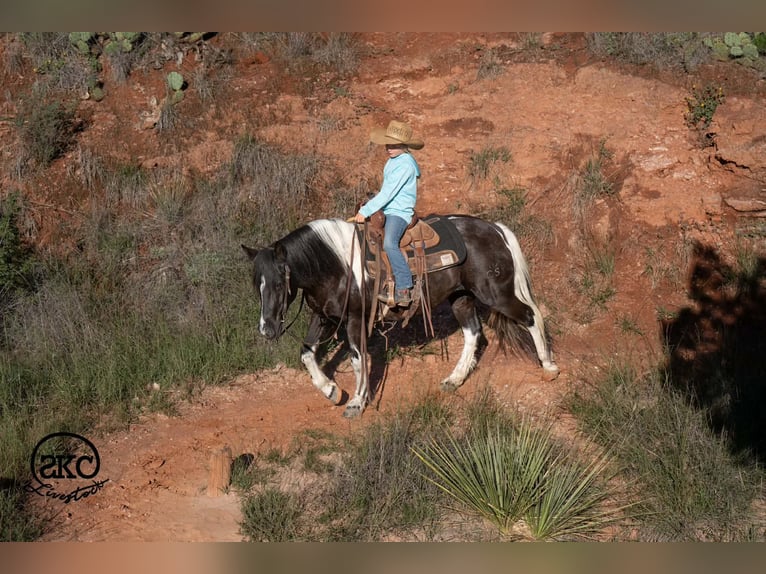 Más ponis/caballos pequeños Yegua 14 años 142 cm Pío in Canyon