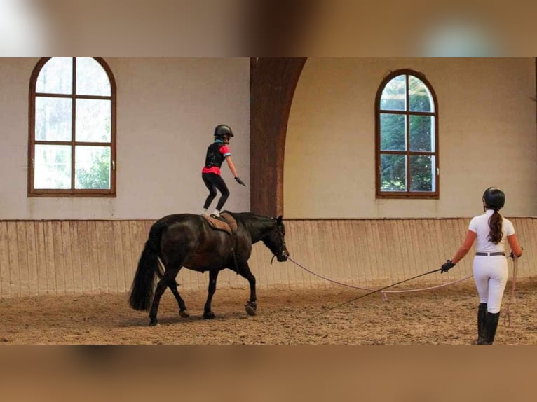 Más ponis/caballos pequeños Yegua 14 años 143 cm Castaño in Ensdorf