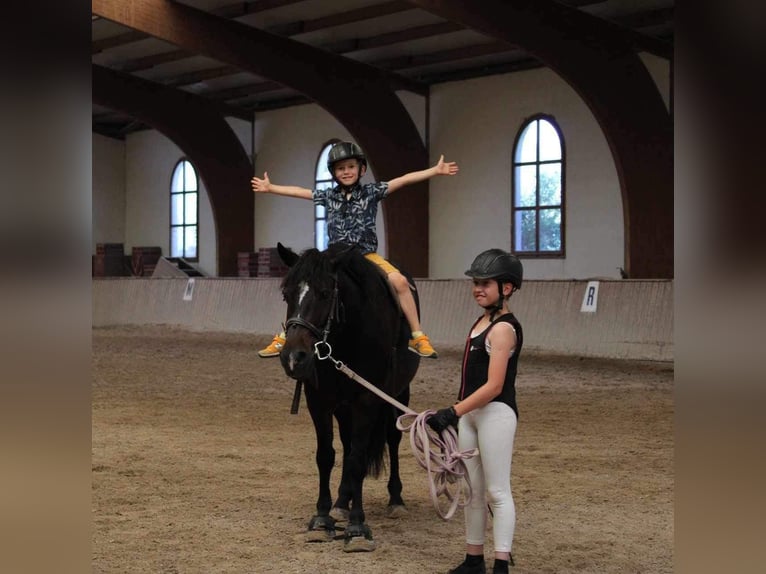 Más ponis/caballos pequeños Yegua 14 años 143 cm Castaño in Ensdorf
