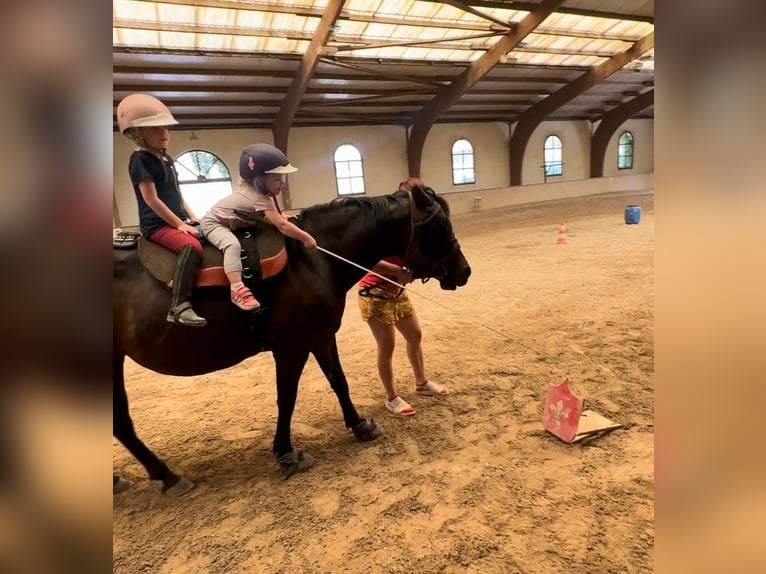 Más ponis/caballos pequeños Yegua 14 años 143 cm Castaño in Ensdorf