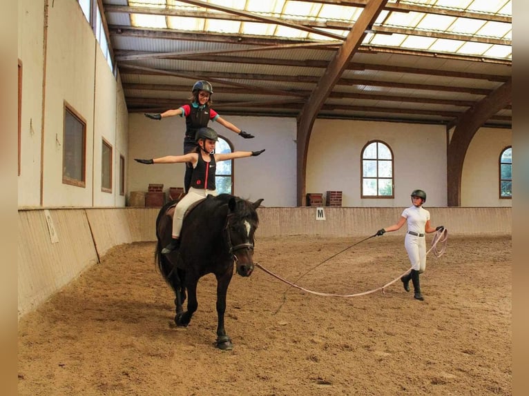 Más ponis/caballos pequeños Yegua 14 años 143 cm Castaño in Ensdorf
