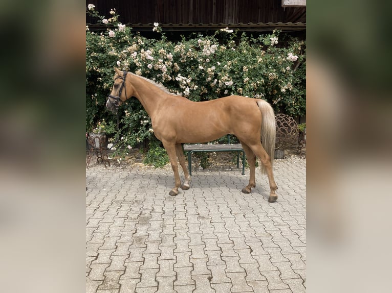 Más ponis/caballos pequeños Yegua 14 años 144 cm Palomino in Loiching