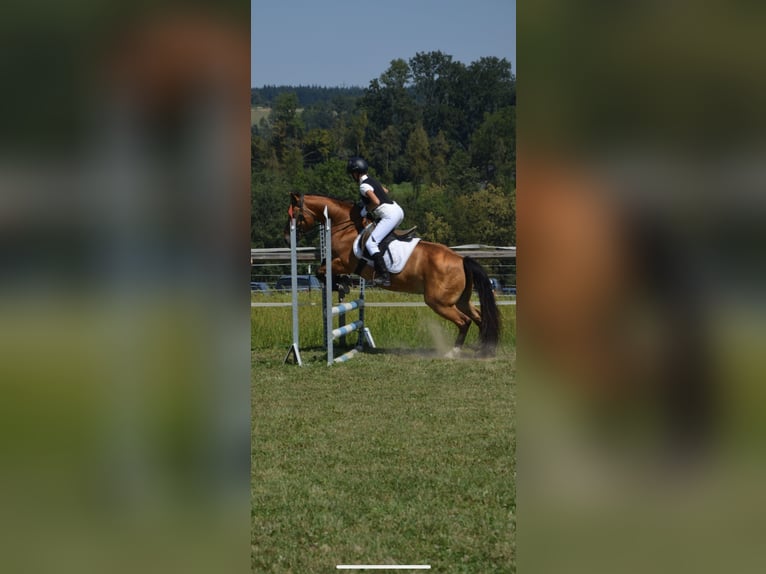 Más ponis/caballos pequeños Yegua 14 años 145 cm Castaño in Garsten