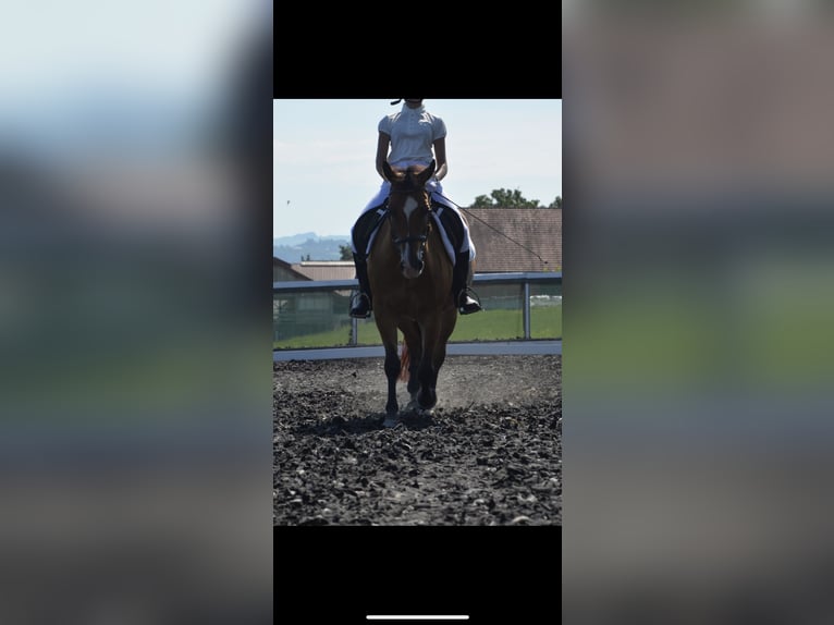 Más ponis/caballos pequeños Yegua 14 años 145 cm Castaño in Garsten